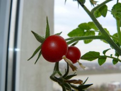 Плюсы выращивания томатов в контейнерах