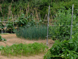 Агротехнические способы и методы защиты растений