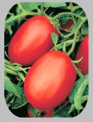 Безрассадный метод выращивания томата