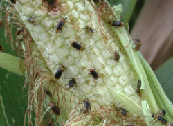 Борьба с кукурузным жуком