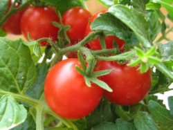 Ботаническое описание и биологические особенности томата