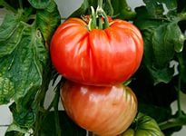 Чем удобрять томаты, чтобы плоды были крупнее
