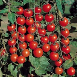 Черри – томаты и модно, и вкусно