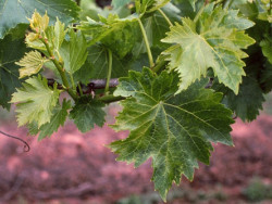 Если листья винограда по непонятной причине покрываются пятнами