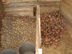 Хранение картофеля в буртах и траншее