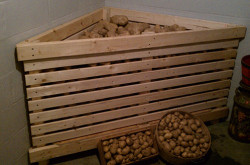 Хранение картофеля в погребе и подвале