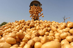 Как обеспечить высокое качество продовольственного картофеля