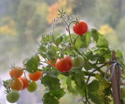 Как правильно выбрать сорт томатов