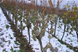 Как восстановить кусты винограда, поврежденные морозами