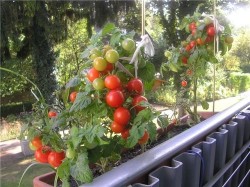 Как выращивать помидоры в помещении при искусственном освещении
