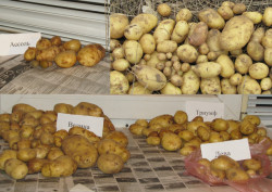 Картофель из семян