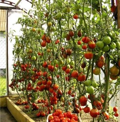 Можно ли зимой вырастить помидоры в помещении