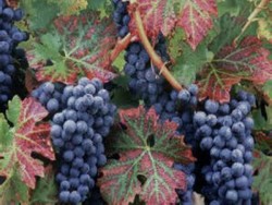 О происхождении винограда