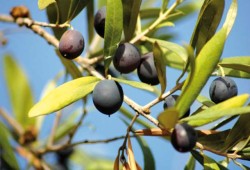 Особенности выращивания оливкового дерева