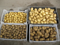 Подготовка семенного картофеля
