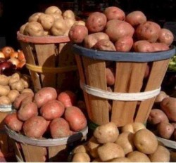Получение урожая картофеля два раза в год