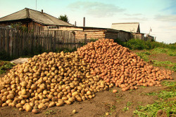 Применение и влияние биопрепаратов на урожайность картофеля