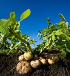 Применение регулятора роста на картофеле