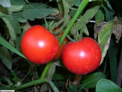 Привередливые томаты