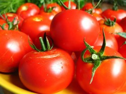 Размер томатов сорта Бархатные