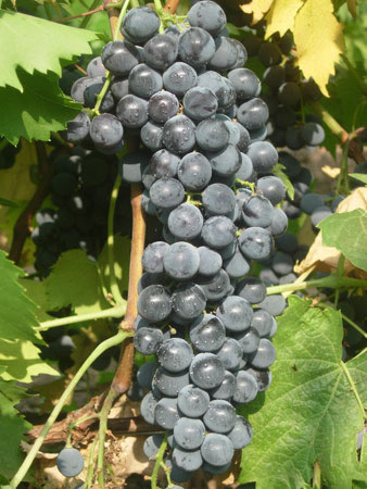 Виноград Черные Сорта Сорта Фото