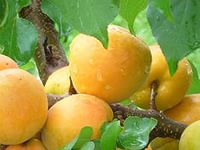 Сорта абрикоса устойчивые к монолиозу