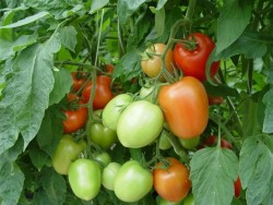 Сорта кистевых томатов