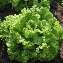Советы по выращиванию салата