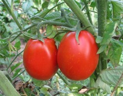Способы дозаривания томата