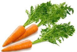 Технология выращивания и хранения моркови