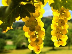Виноград любит солнце