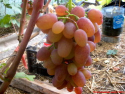 Виноград в Беларуси