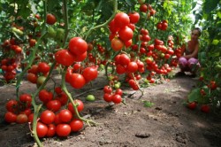 Время собирать урожай помидоров