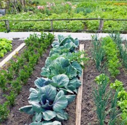 Выращивание овощей и растений в совмещенных посадках
