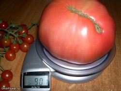 Выращивание помидоров дома