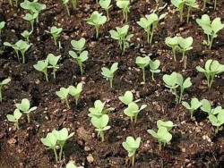Выращивание рассады капусты белокочанной, цветной, брюсельской, брокколи, кольраби