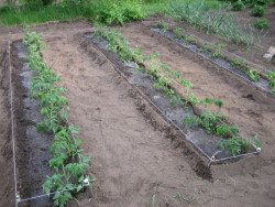 Выращивание томатов на узких грядках