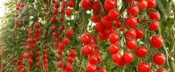 Выращивание томатов в помещении