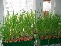Выращивание зелени на подоконнике в домашних условиях