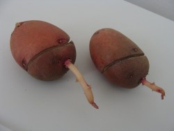 Яровизация картофеля