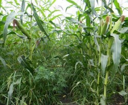 Защита посевов кукурузы от болезней и вредителей