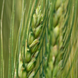 Защита посевов озимой пшеницы