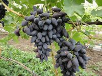 Зимостойкость кустов винограда