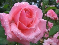 Окулировка является лучшим способом размножения роз