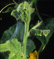 Two-Spotted Spider Mite Damage on Cucumber Leaves