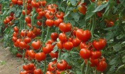 Дополнительное питание для томатов