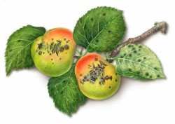 Борьба с паршой (груши, яблони)