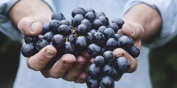 Как сохранить урожай винограда