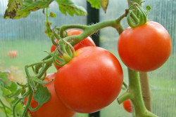 Как ускорить созревание помидоров на кусте