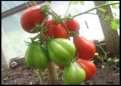 Новые сорта томатов на 2016 год